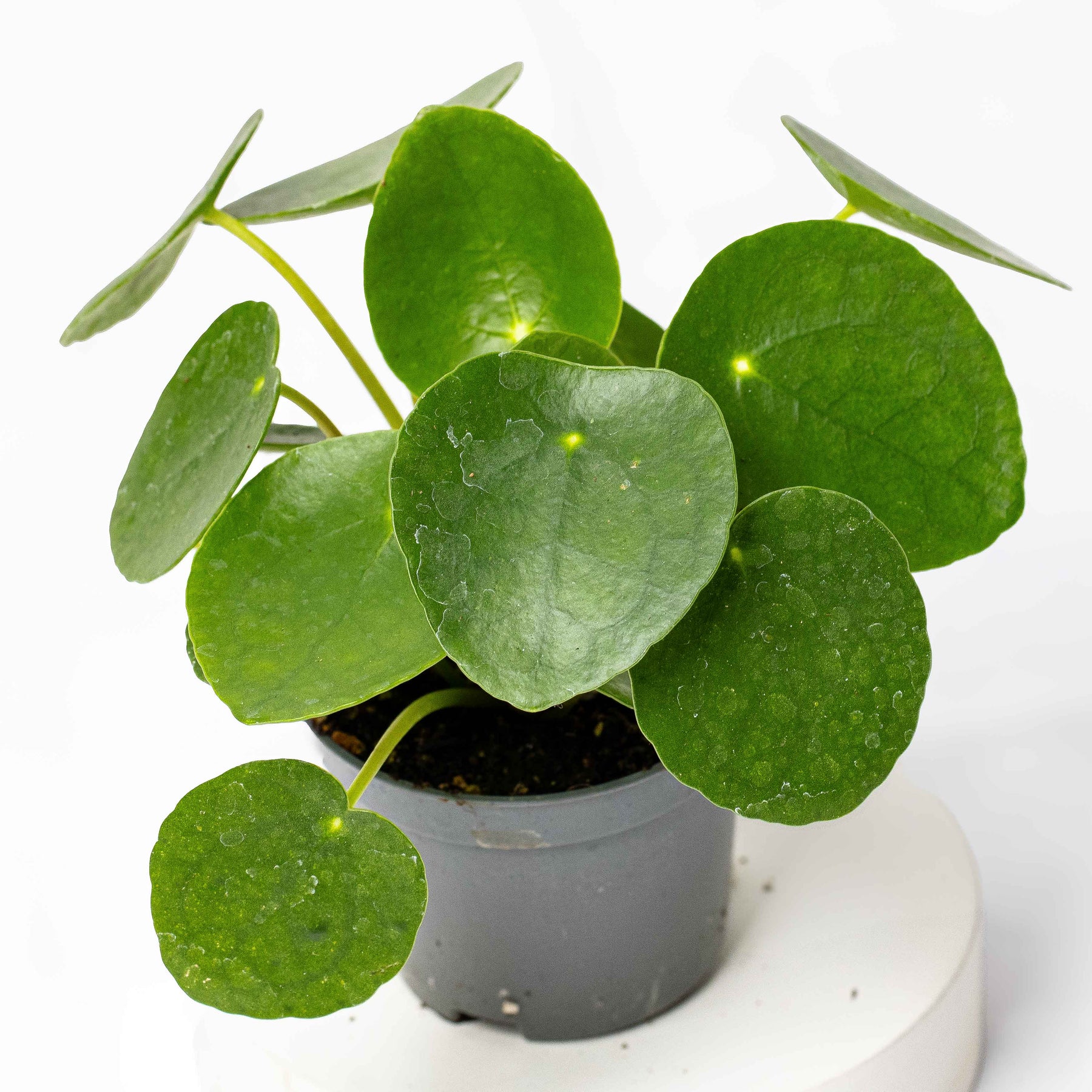 Terrarium Plant - Pilea Peperomoides - Money Plant