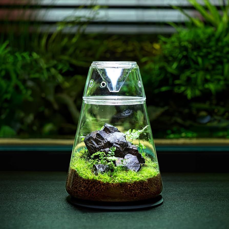 Terrarium Plant - Boot Planter - Size E