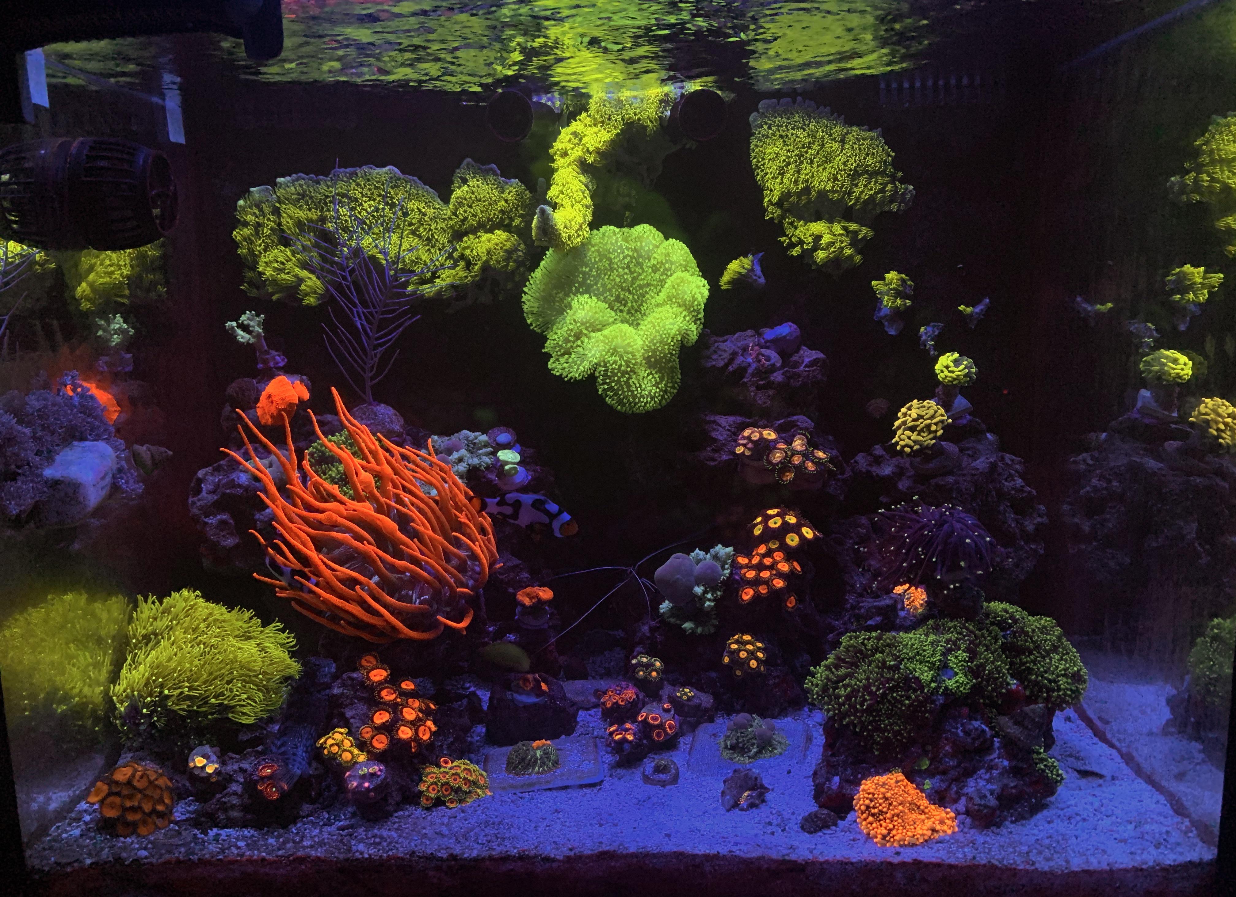 Aqua One Soft Coral on Reef
