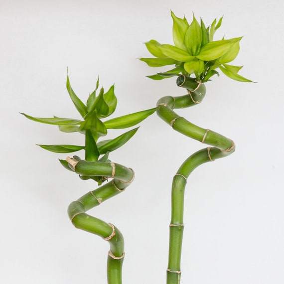 Terrarium Plant - Lucky Bamboo Curly