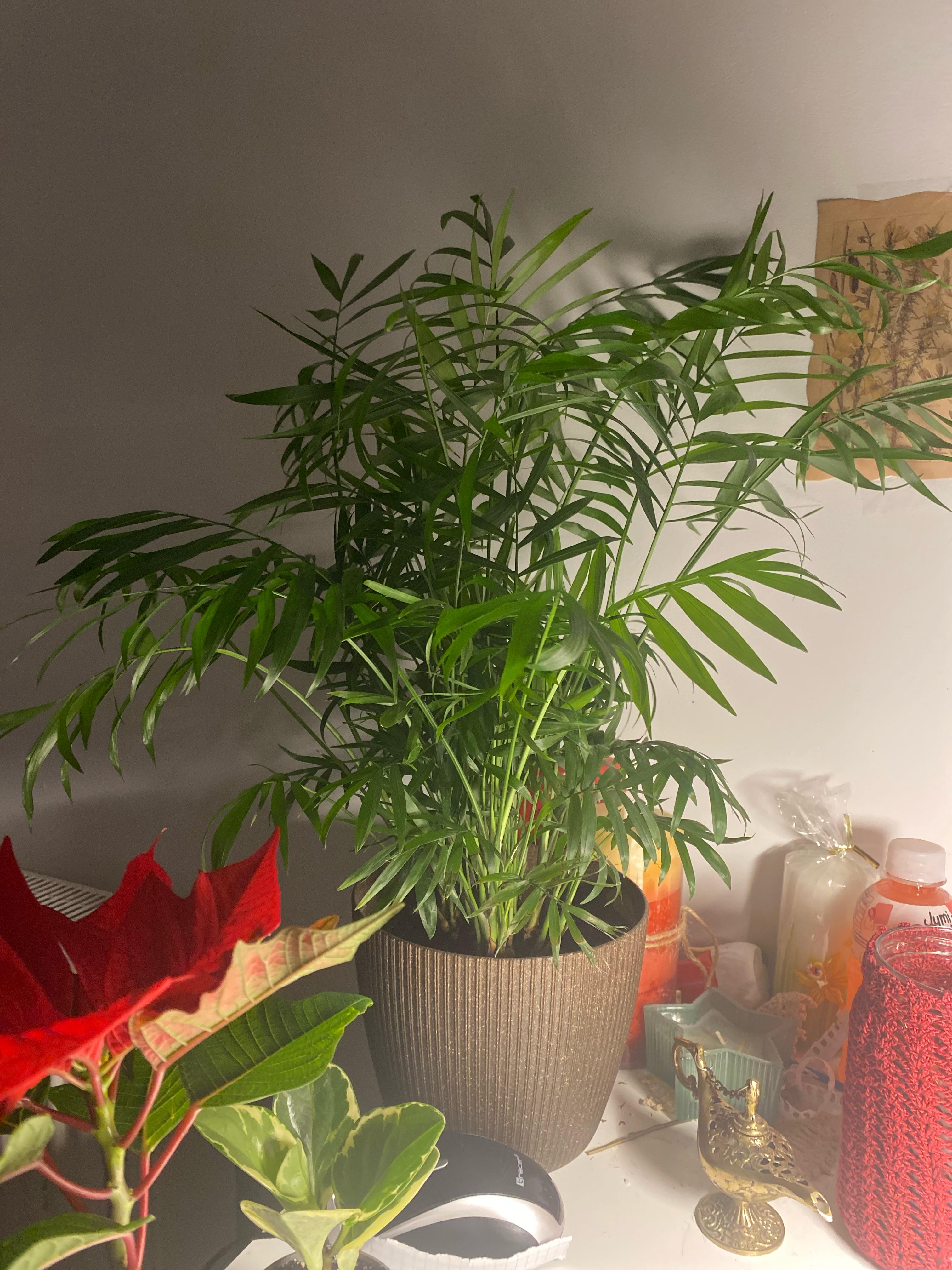 Terrarium Plant - Parlour Palms 10cm