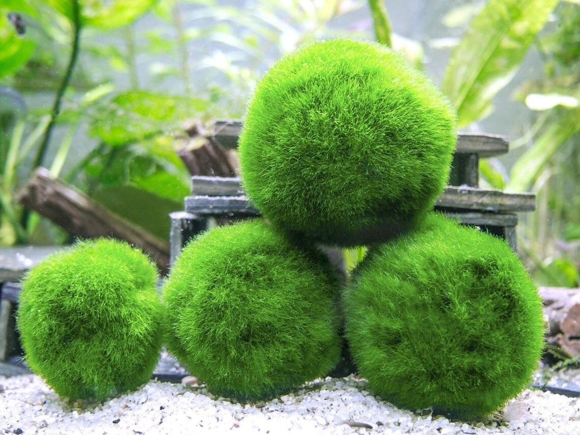 Big Moss Ball