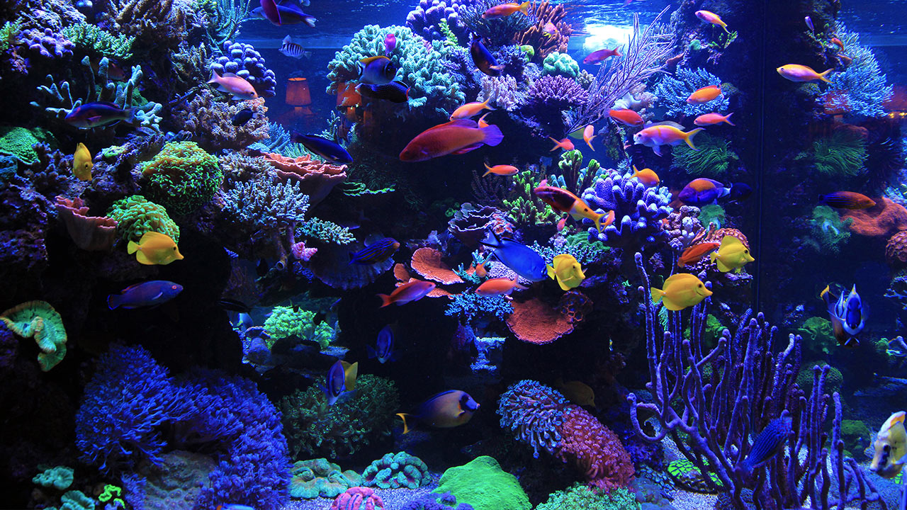 Aqua Illumination Hydra 64