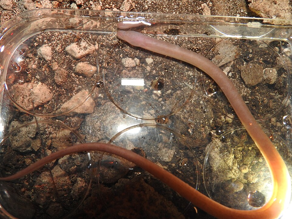 Eel - Swamp -Ophisternon