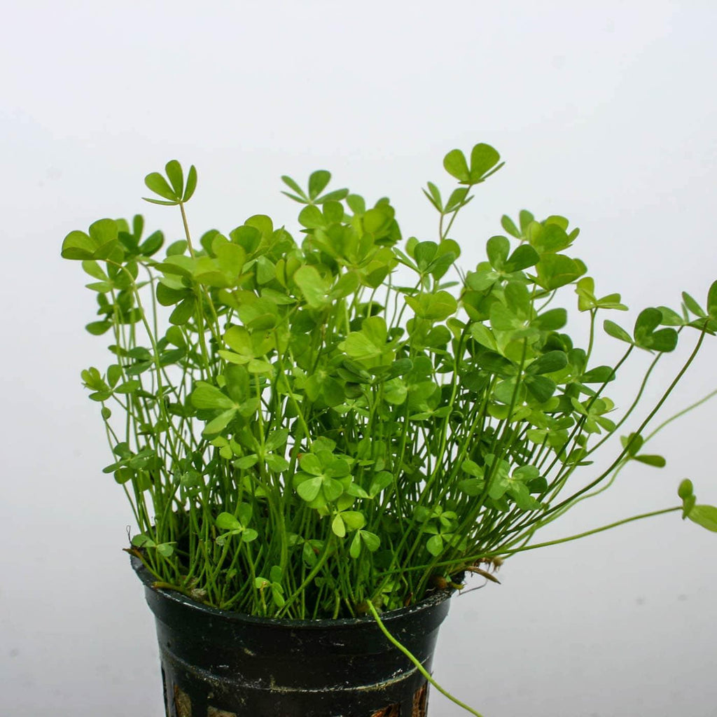 Marsilea hirsuta - Potted