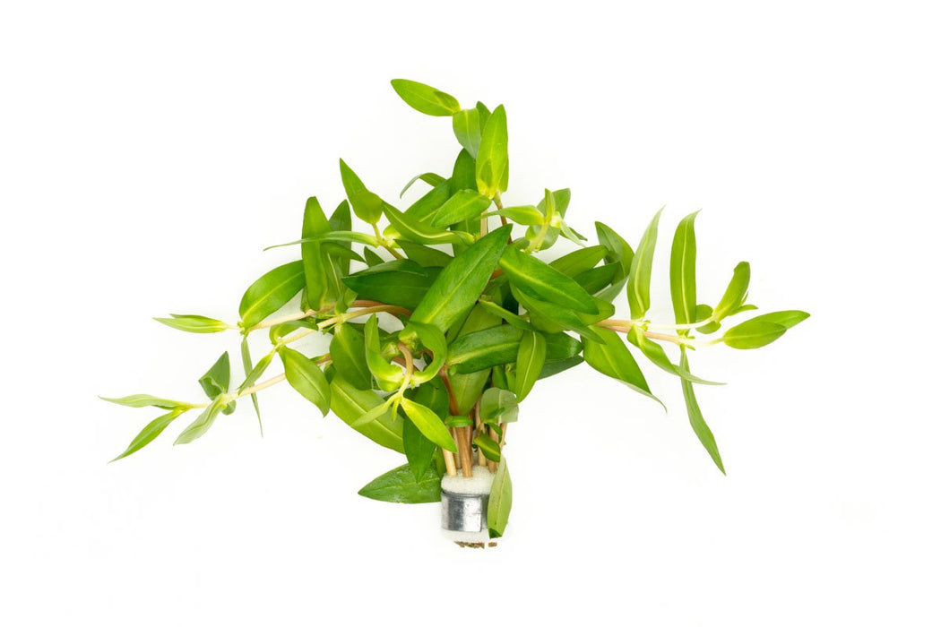 Nesea triflora - Potted