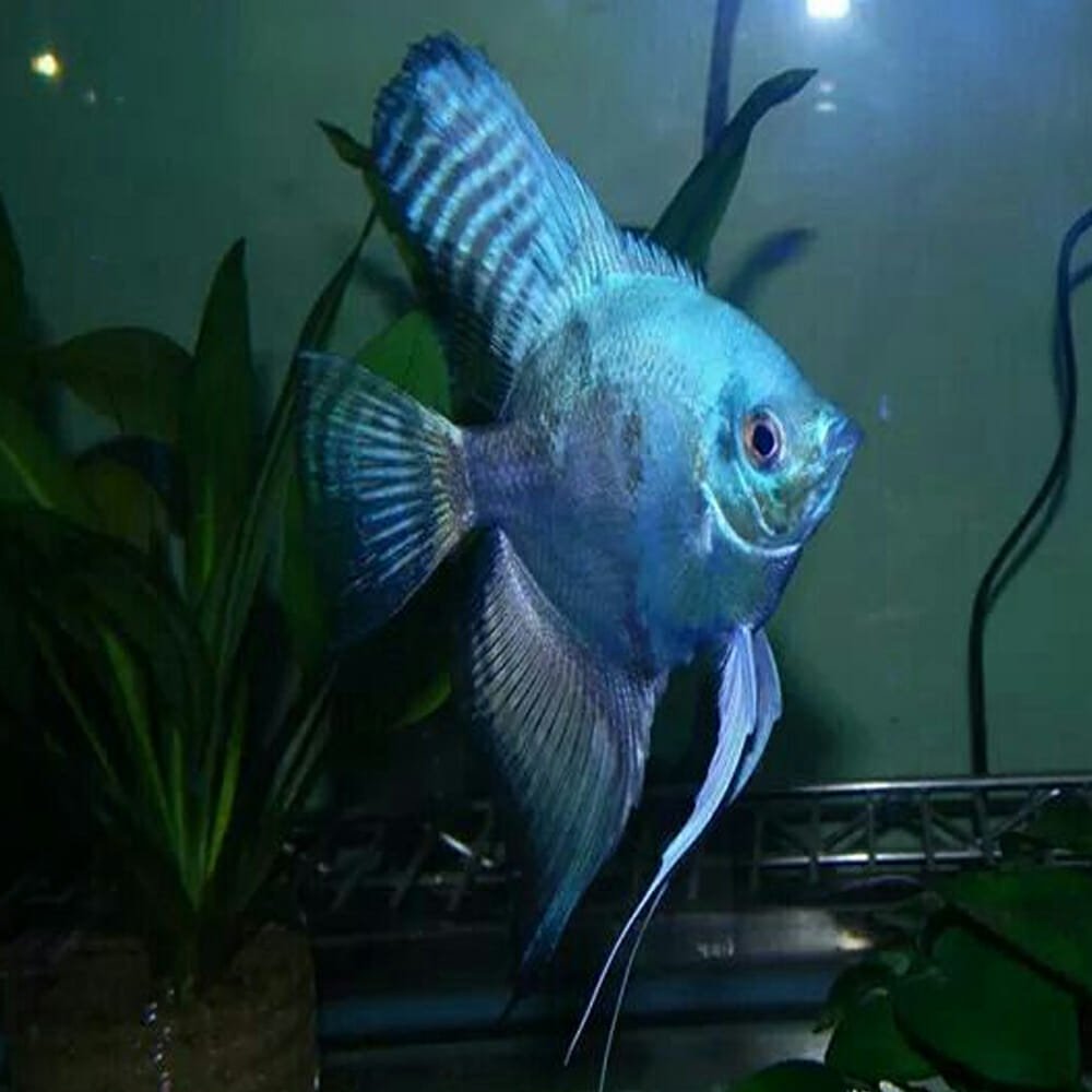Angelfish - Paraiba