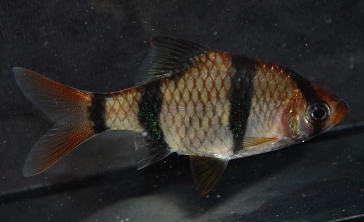 Tiger Barb - Golden Longfin