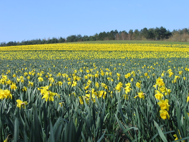 Kirby - Plant String