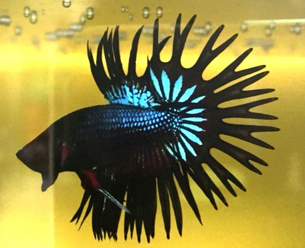 Fighter - Crowntail Male Black Orchid