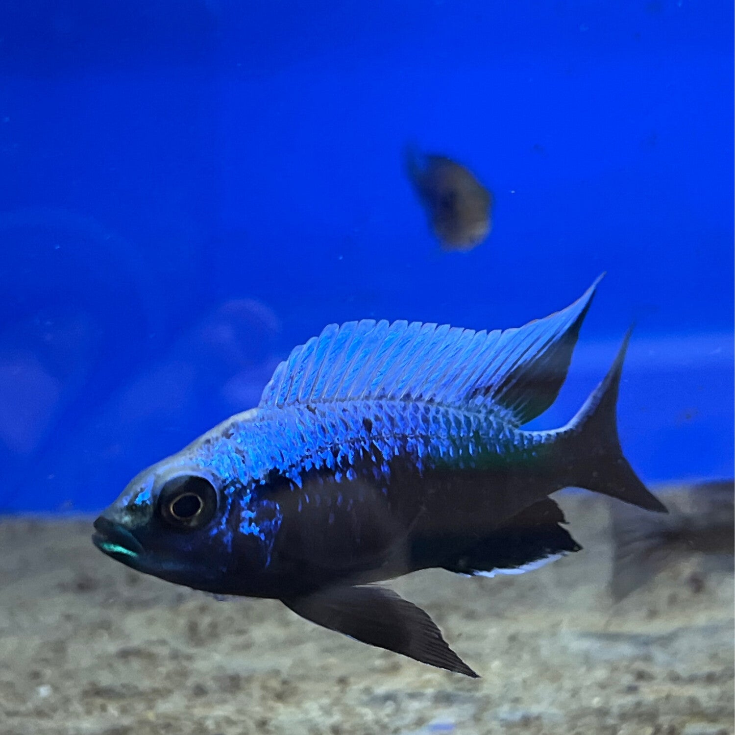Copadichromis trewavasae Lupingu Mloto "Ivory Head"