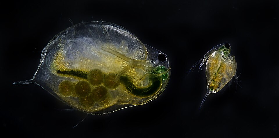 Live Daphnia