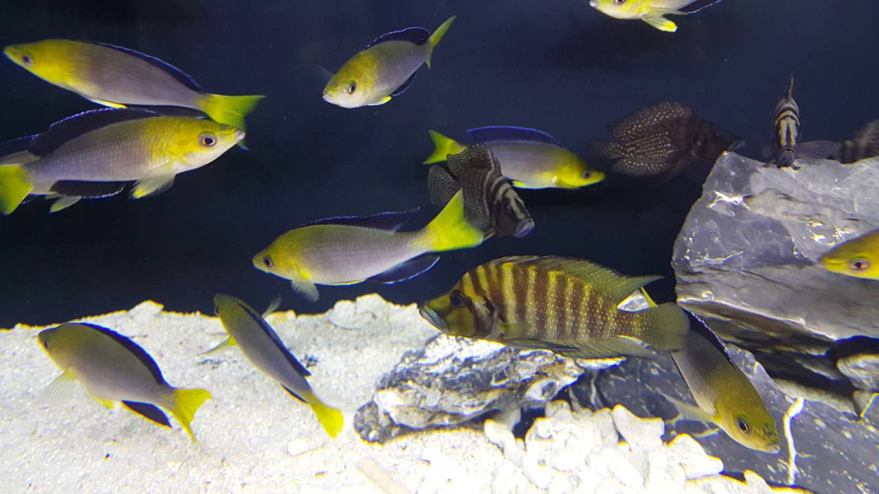 Cyprichromis Leptosoma Jumbo Yellow Head