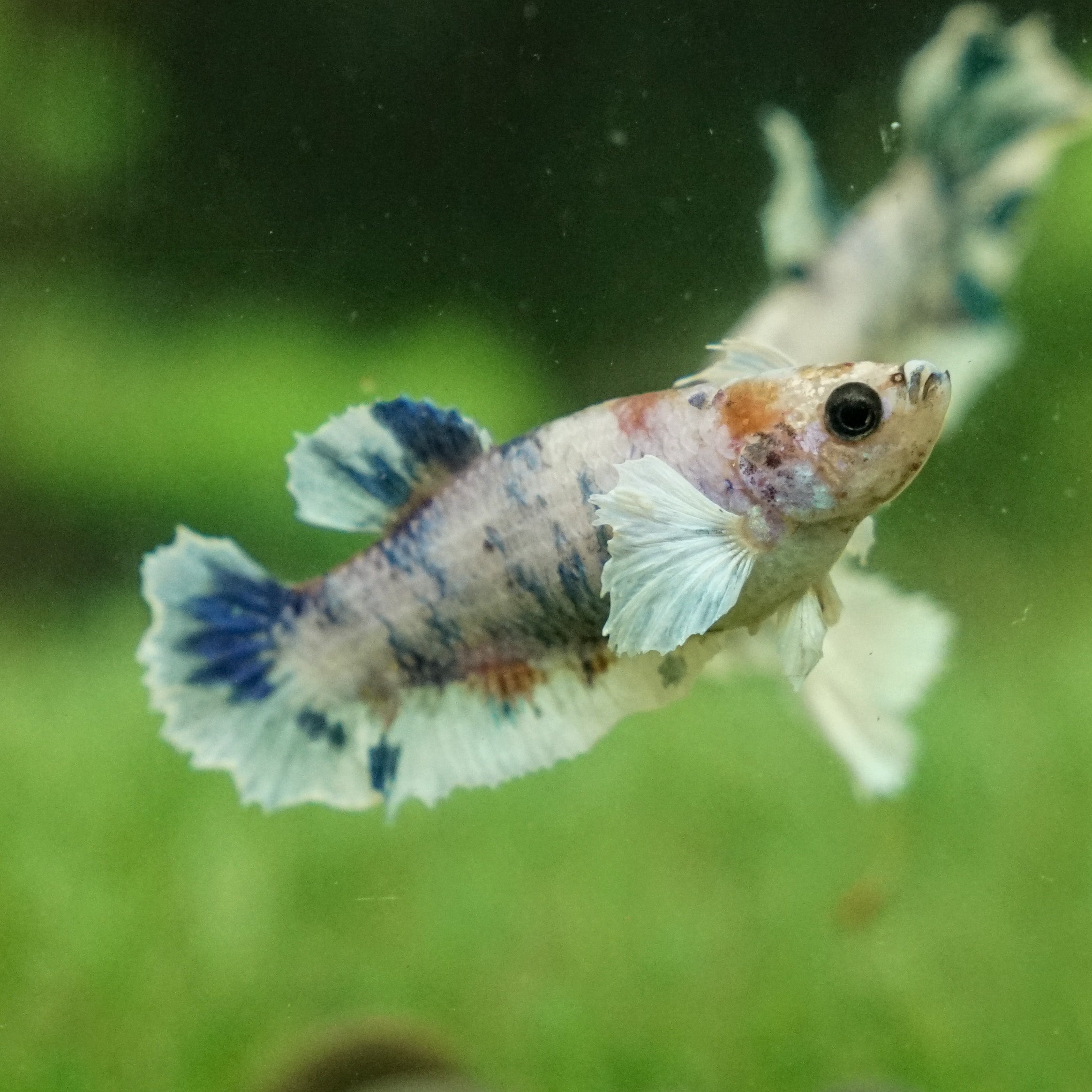 Fighter Female Dumbo - Candy/Koi Fancy