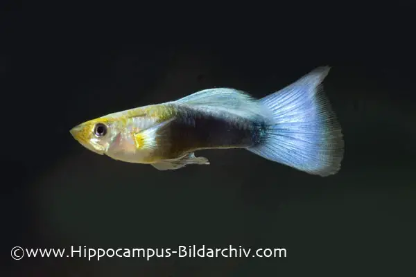Guppy Male Black Pintail