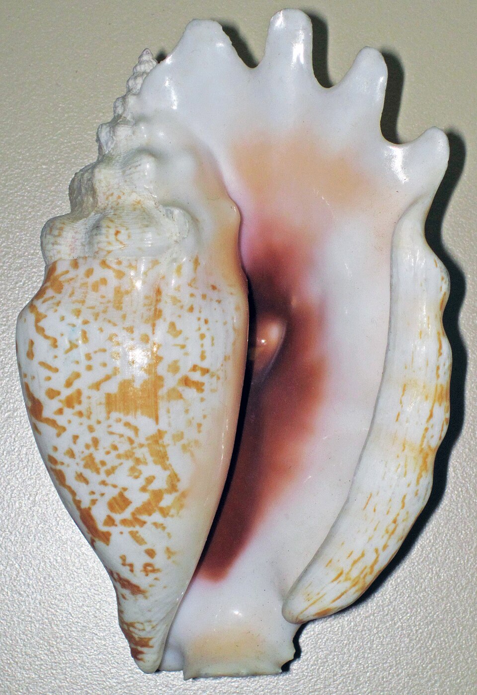 Freshwater Conch Snail - RARE